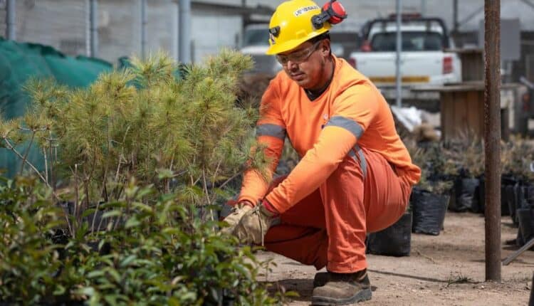 Peñoles y Fresnillo plc: la misión de la minería con el cuidado del medio ambiente