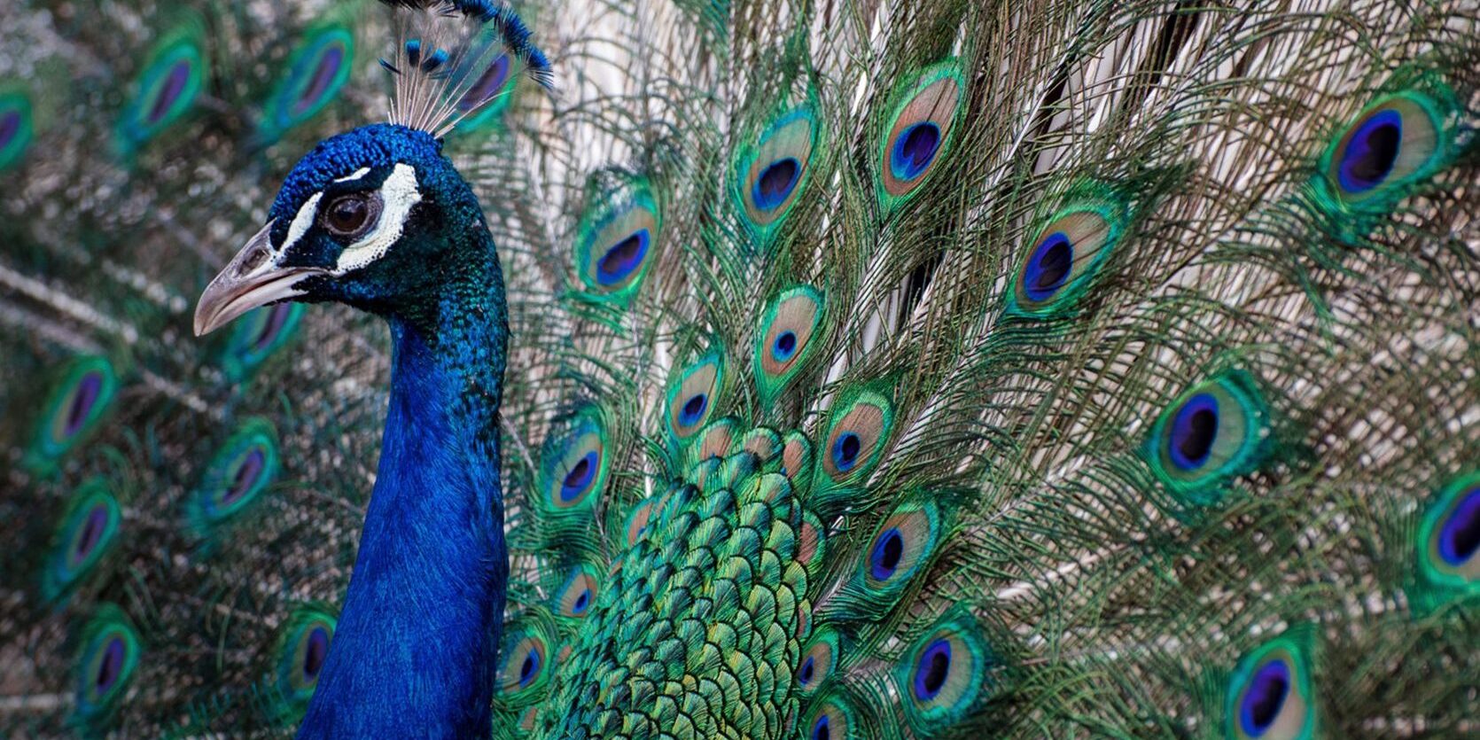 Reserva Ecológica Peñoles: un entorno natural que protege a las especies | Minería en México