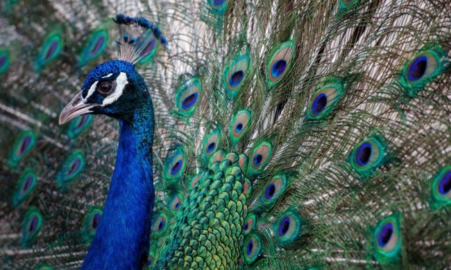 Reserva Ecológica Peñoles: un entorno natural que protege a las especies | Minería en México