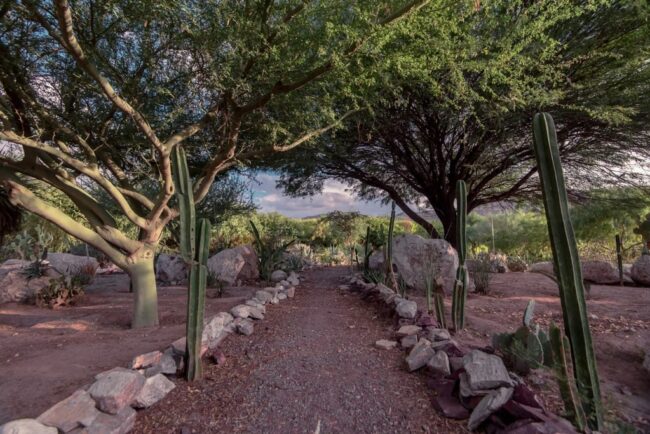Peñoles combina naturaleza, ciencia y arte en La Laguna | Foto: El Siglo de Torreón