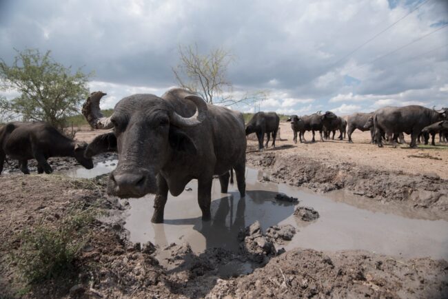 Minera Peñoles refuerza su compromiso con la sostenibilidad en el Día Mundial de la Tierra
