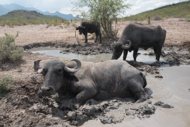 Minera mexicana impulsa la conservación de la biodiversidad con acciones sostenibles