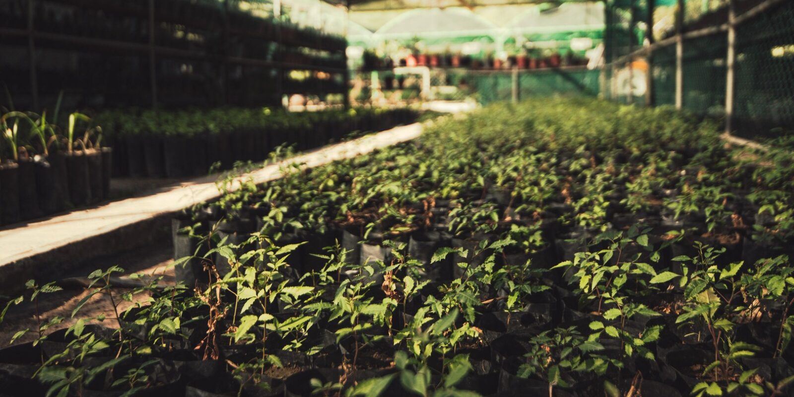 Peñoles: Una conexión viva con La Laguna