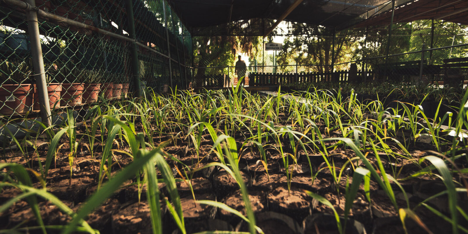 Peñoles y su enfoque integral para proteger el medio ambiente desde el suelo