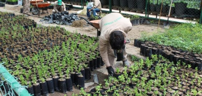 Más allá de la minería: Peñoles en la cosecha Más allá de la minería: Peñoles en la cosecha