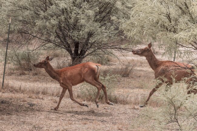 El modelo de Peñoles para proteger la fauna endémica minería
