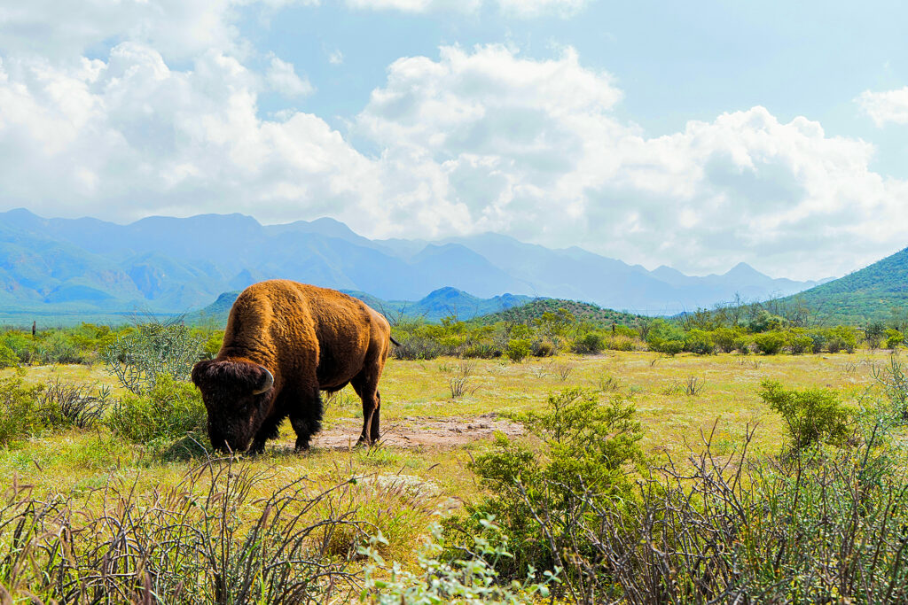 El modelo de sostenibilidad minera de vanguardia de Peñoles