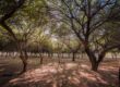 Peñoles regala árboles nativos para reforestar La Laguna