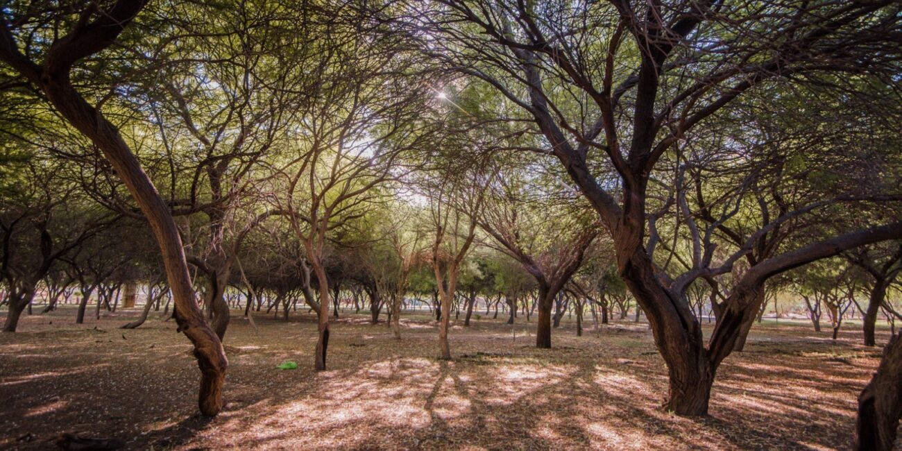 Peñoles regala árboles nativos para reforestar La Laguna