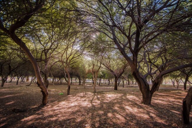 Peñoles regala árboles nativos para reforestar La Laguna