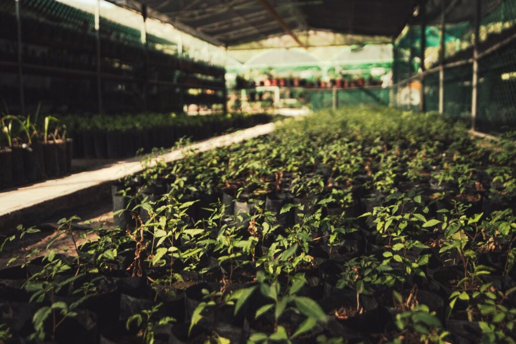 Peñoles regala árboles nativos para reforestar La Laguna 1 Peñoles regala árboles nativos para reforestar La Laguna