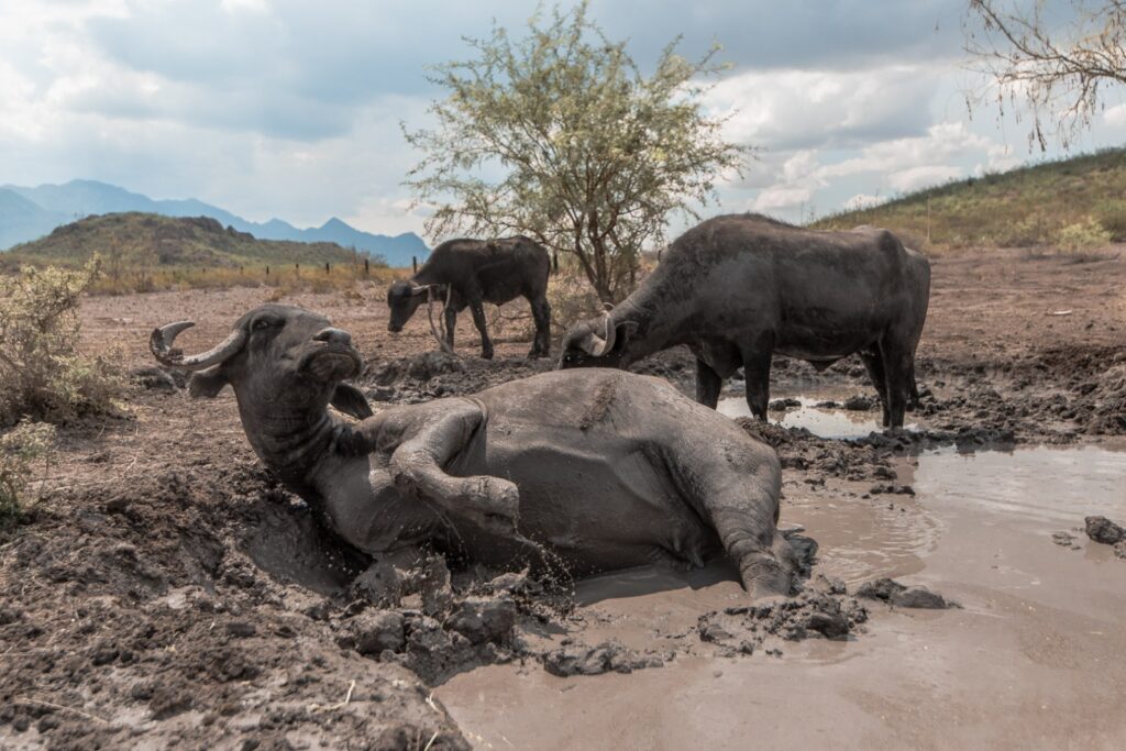 La Reserva Ecológica donde Peñoles protege a más de 150 ejemplares silvestres 2 La Reserva Ecológica donde Peñoles protege a más de 150 ejemplares silvestres