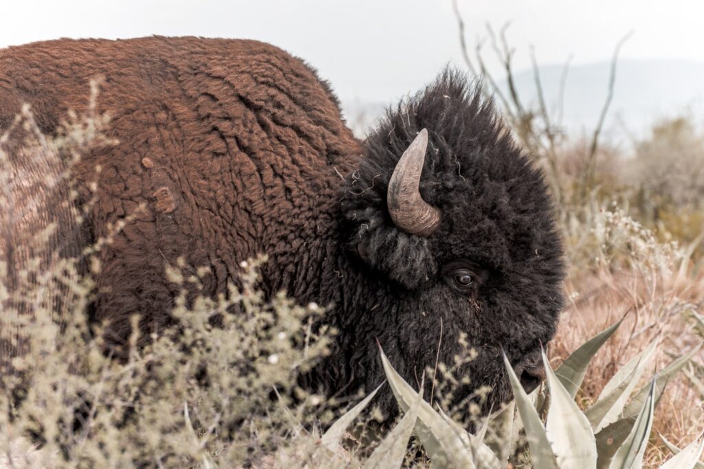 La Reserva Ecológica donde Peñoles protege a más de 150 ejemplares silvestres 3 La Reserva Ecológica donde Peñoles protege a más de 150 ejemplares silvestres