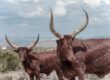 La Reserva Ecológica donde Peñoles protege a más de 150 ejemplares silvestres