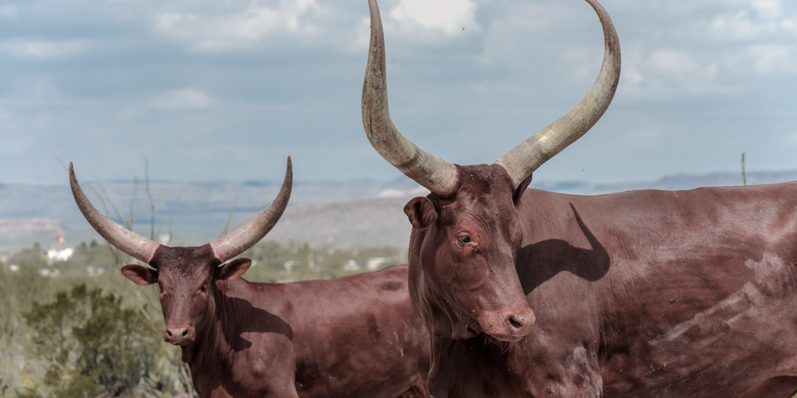La Reserva Ecológica donde Peñoles protege a más de 150 ejemplares silvestres La Reserva Ecológica donde Peñoles protege a más de 150 ejemplares silvestres
