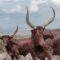La Reserva Ecológica donde Peñoles protege a más de 150 ejemplares silvestres
