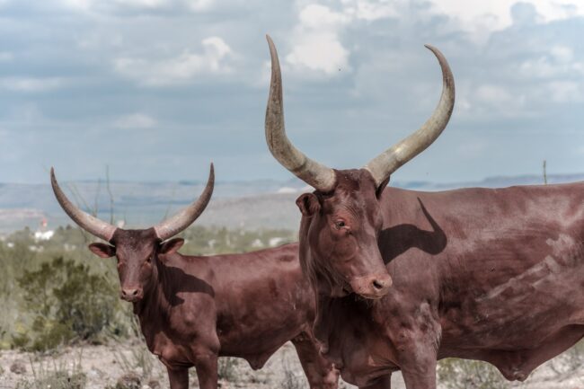 La Reserva Ecológica donde Peñoles protege a más de 150 ejemplares silvestres