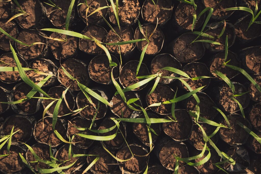 De la mina al cultivo: Los sulfatos de la mina Peñoles que nutren los suelos agrícolas de México