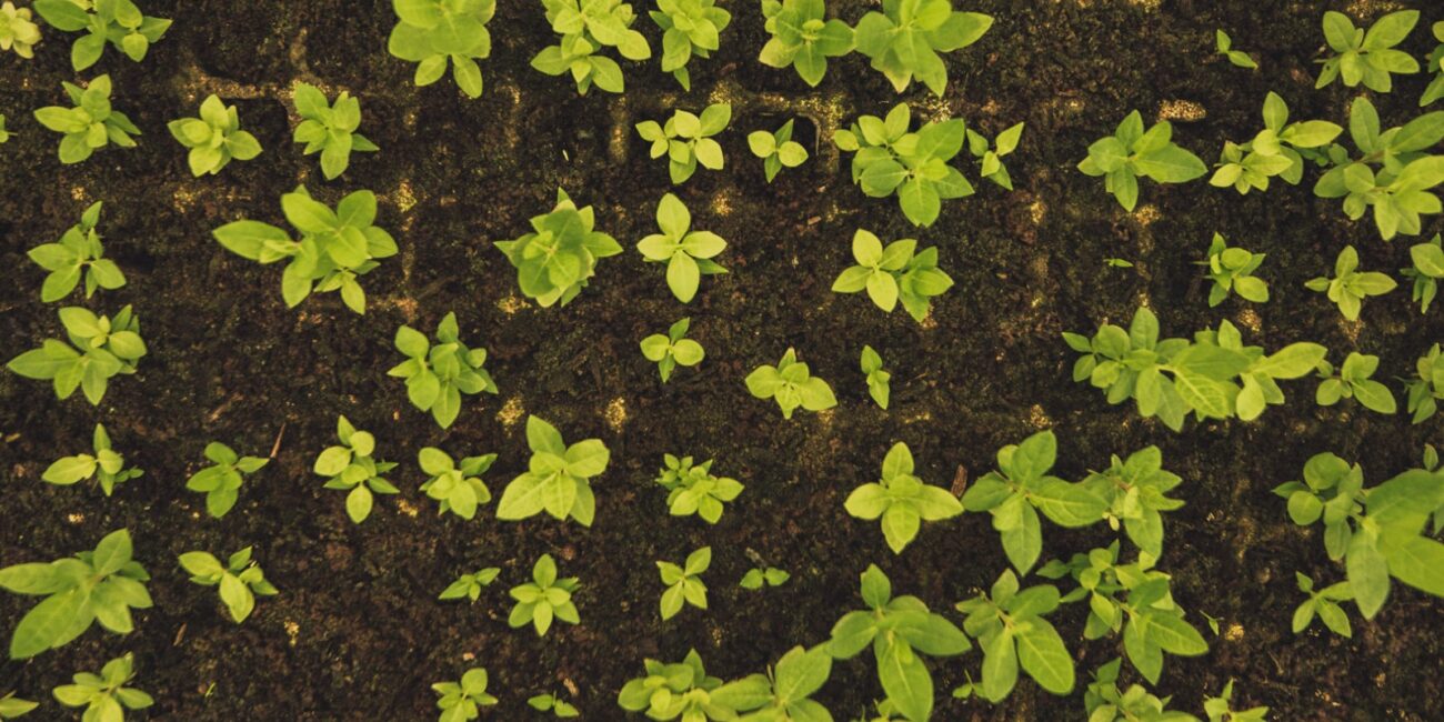 De la mina al cultivo: Los sulfatos de la mina Peñoles que nutren los suelos agrícolas de México