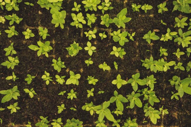 De la mina al cultivo: Los sulfatos de la mina Peñoles que nutren los suelos agrícolas de México