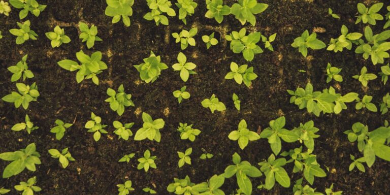 De la mina al cultivo: Los sulfatos de la mina Peñoles que nutren los suelos agrícolas de México